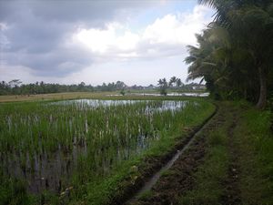 rice field walk/rijstvelden wandeling