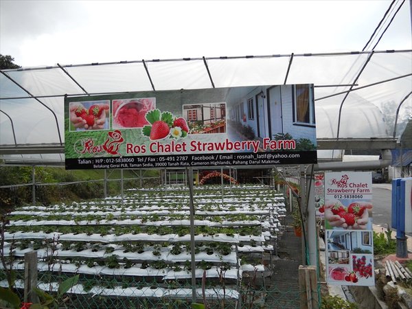 strawberryfarms