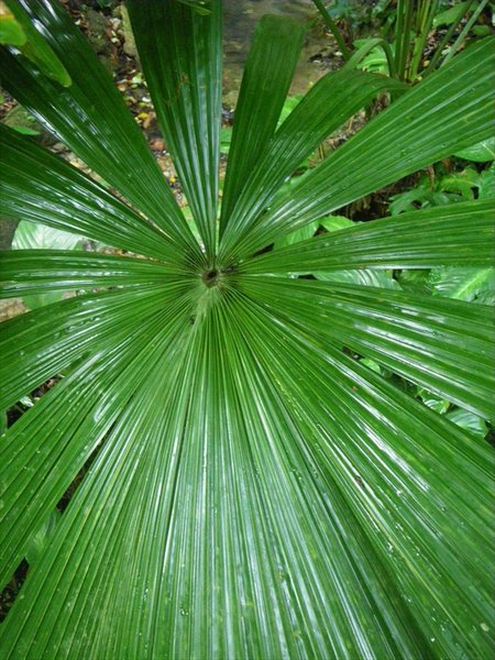 palmleaves/palmbladeren