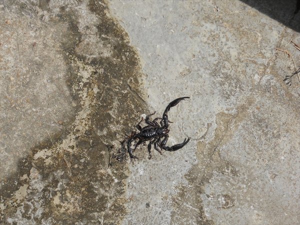 Dead scorpion/dode schorpioen
