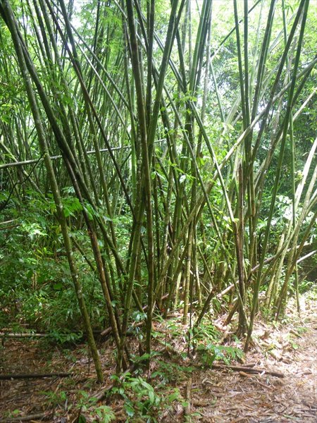 bamboo/bamboe