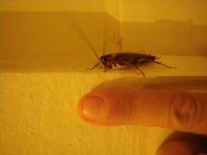 little cockroach/kleine kakkerlak