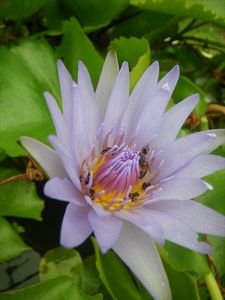 Lotus flower/Lotus bloem