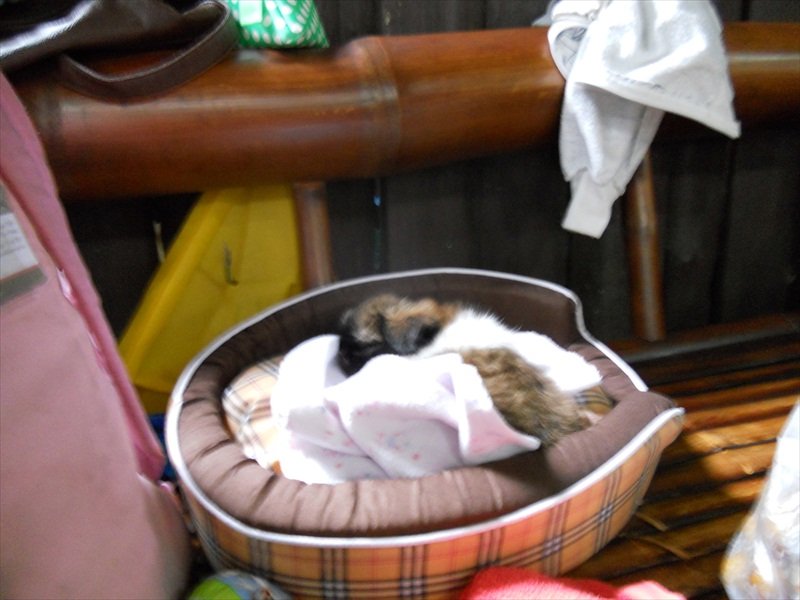 a little puppy was sleeping between our bags/een kleine puppy sliep tussen onze rugzakken