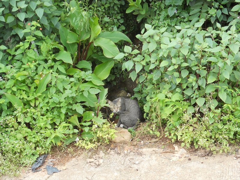 cat in a bush/kat in een struik