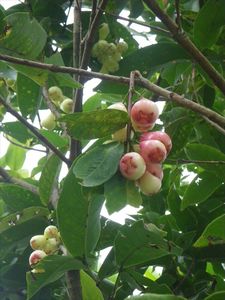 fruit: glazed apples