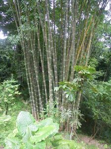 black bamboo/zwarte bamboe