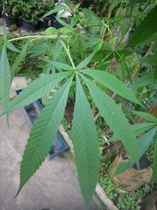 marihuana/cannabis