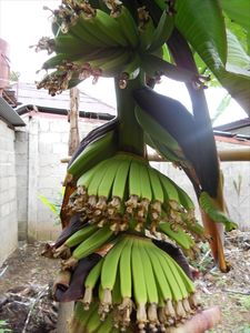 bananatree/bananenboom
