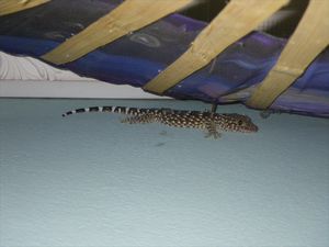 another gecko in the room/een andere gecko in de kamer
