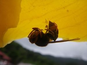 a dried wasp/een gedroogde wesp
