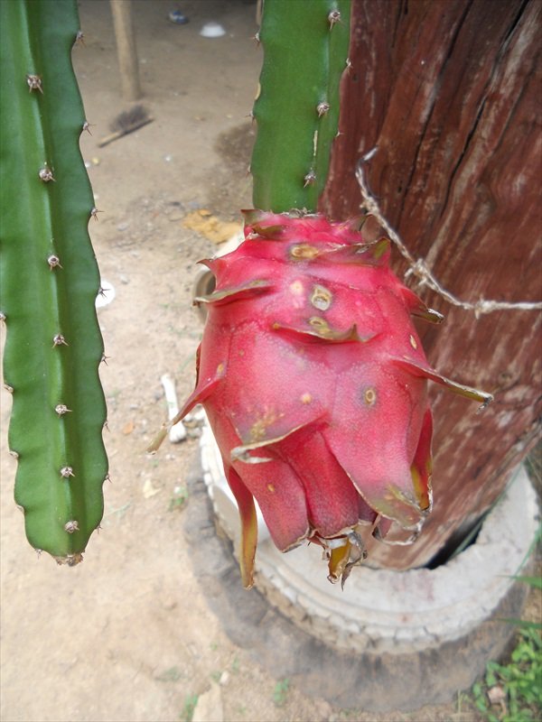 dragon fruit grows on a cactus/dragon fruit groeit aan een cactus