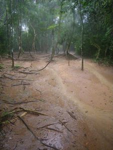 Flooding/overstroming in het bos