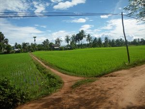 ricefields/rijstvelden