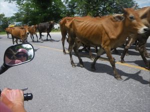 Some cows/Wat koeien