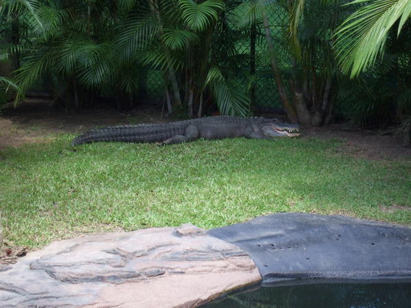 A Very Large Alligator