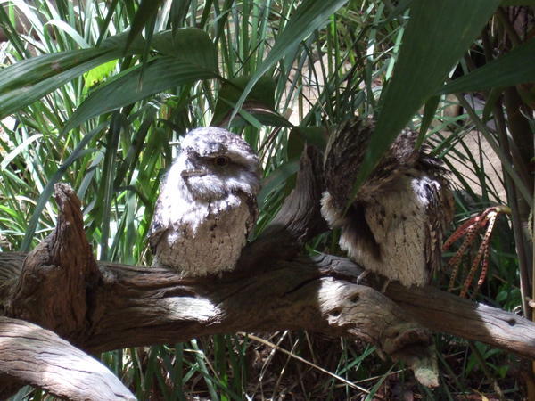 They Look Like Owls To Me But Apparently They Are Tawny Frogmouths