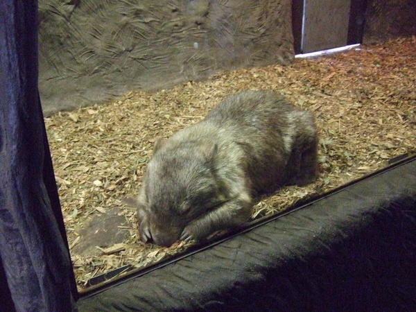A Wombat