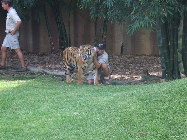 A Tiger And A Brave Zoo Keeper