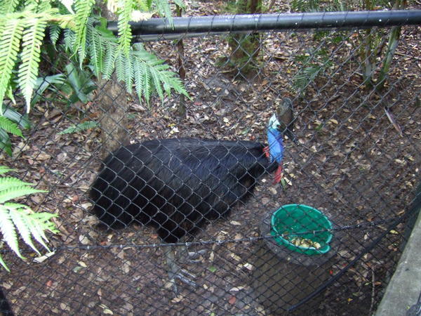A Cassowary - At Least this One Can't Chase Us