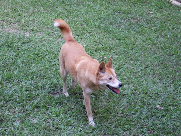A Dingo