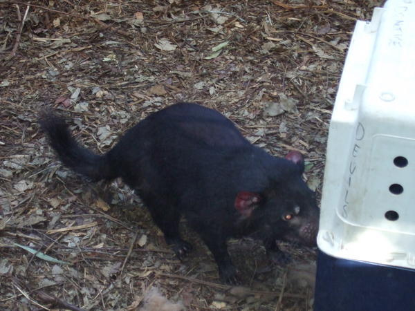 A Tasmanian Devil
