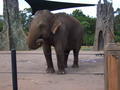 An Elephant Having Lunch