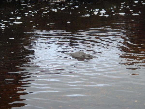 A Small Platypus Swimming Around