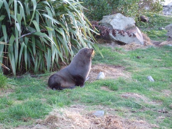 A Seal Posing