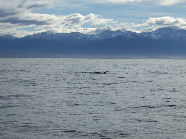 A Sperm Whale Resting On The Surface