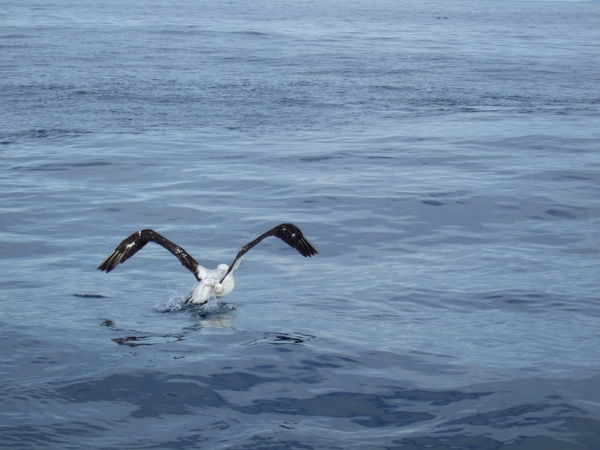 An Albatross Taking Flight
