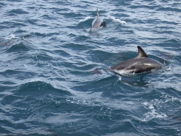 Two Dusky Dolphins