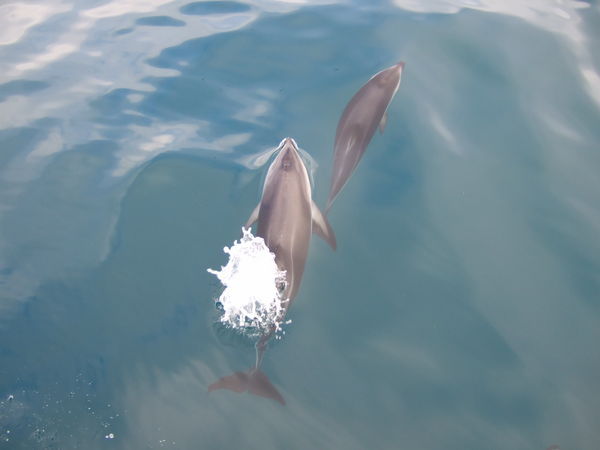 Dolphins Swimming Along Side The Boat