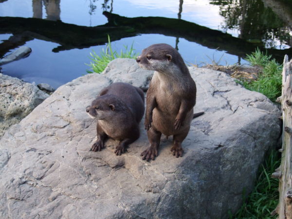 The Otters Have Spotted Something