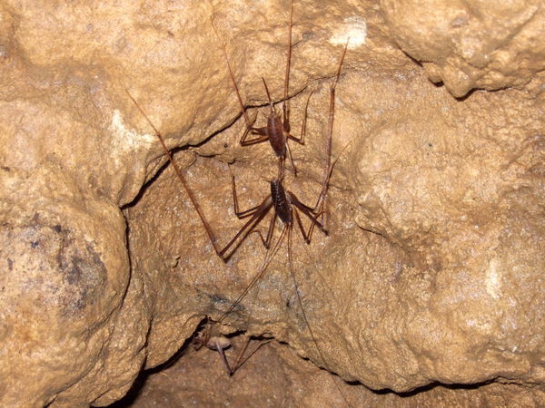 Large Wetas In The Cave
