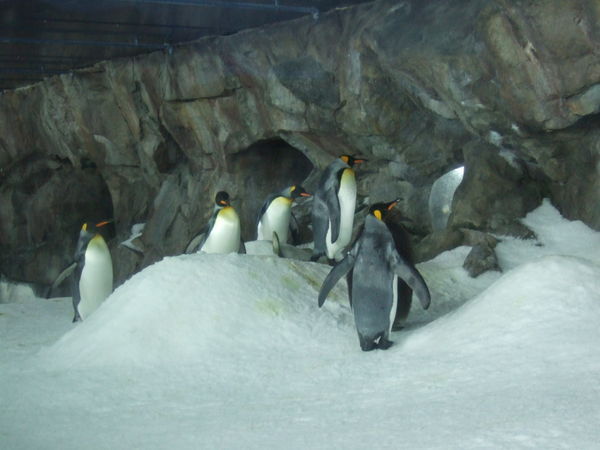 Some Penguins Chilling Out