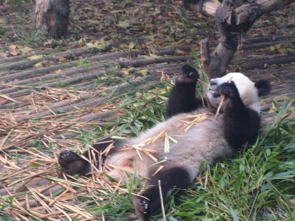 A Giant Panda Chilling Out