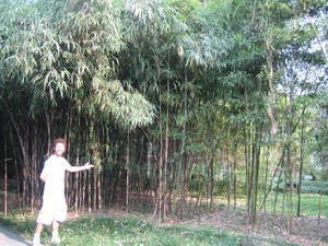 And More Bamboo
