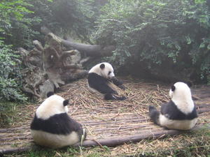 Some Pandas Hanging Out