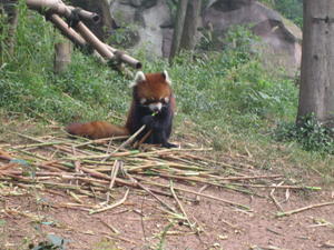 A Red Panda