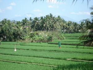 Rice Fields at Ubud 1