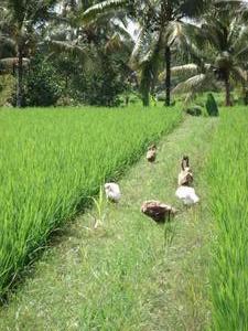 Rice Fields at Ubud 2