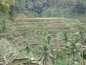 Terraced Rice Fields at Ubud