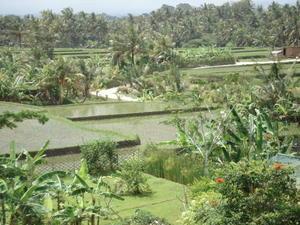 View from  a Restaurant at the Rice fields