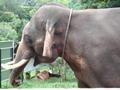 Chiangmai Doi Suthep 4 Temple Elephant
