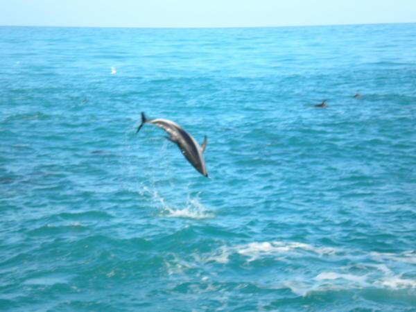 Dusky dolphin doing a flip!