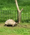 A tortoise wandering in the grounds