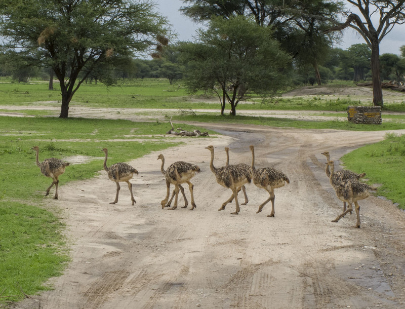 Ostriches crossing the road