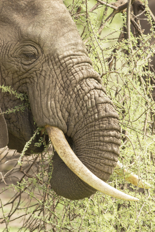 Close up and personal with an elephant