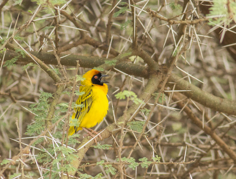 Yellow weaver bird